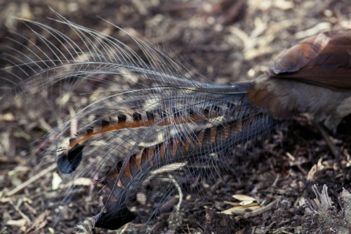 Fine feathers, Australian Lyrebird.Photography by Melissa Hill
