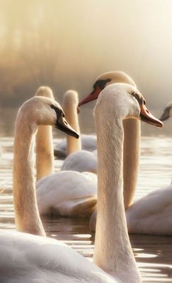 es-th-et-iq-ue:⚜Esthetique⚜ | Beautiful cygnini swans