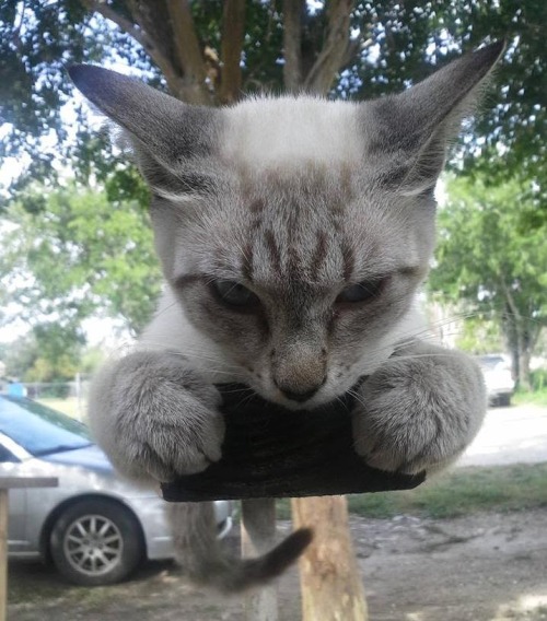 catasters:  “I’m not bossy, I’m the boss…”