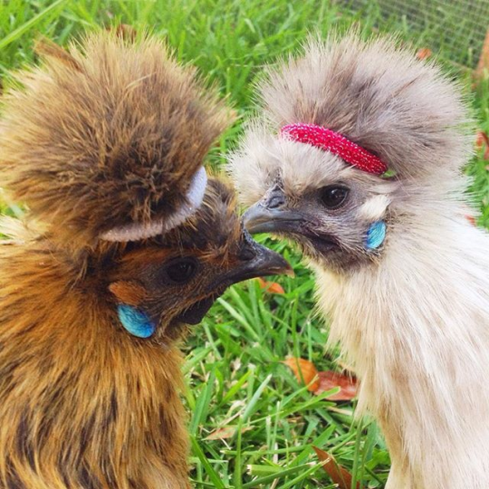 clickthefrog:  chickenkeeping:  draconym:  chickenkeeping:  yemenitehole:  lord-kitschener:  chickenkeeping:  chickenkeeping: whats the best way to trim the crest+beard of a silkie? this lady can barely see with all that floof!  apparently some people