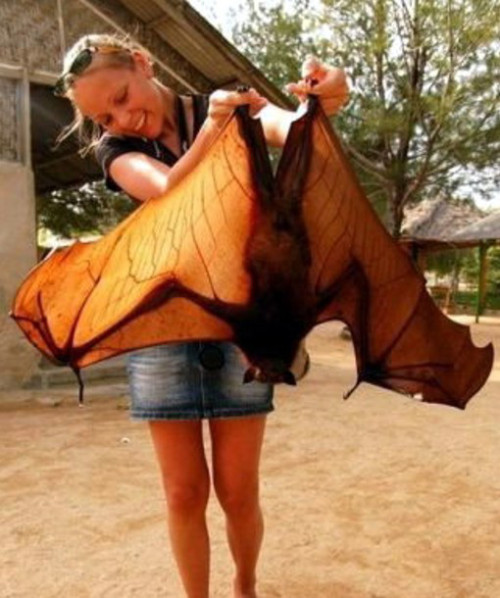 ainawgsd:The giant golden-crowned flying fox (Acerodon jubatus), also known as the golden-capped fru