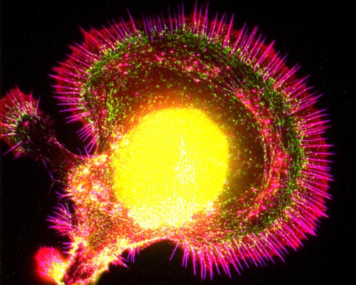 Fluorescence micrograph of a neuron regenerating in culture.