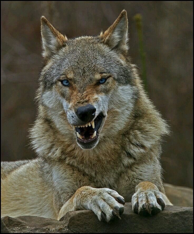 demons&ndash;angel:  beautiful animal