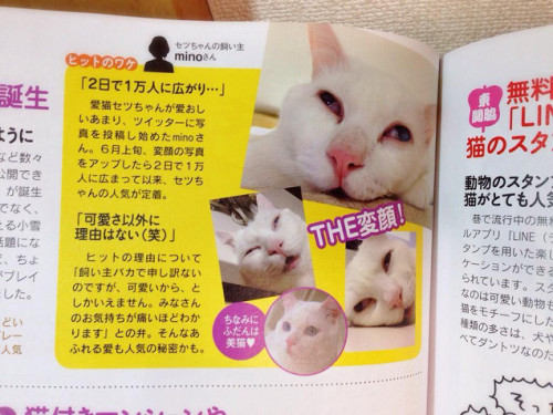 Porn Pics kotakucom:  This is Setsu-chan, the cat with