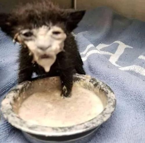 EL GATOOOOO El Gatoooo