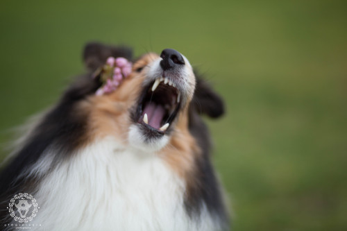 tempurafriedhappiness: ofcarnivora: Attention: No flowers on the sheltie please! what the nose do