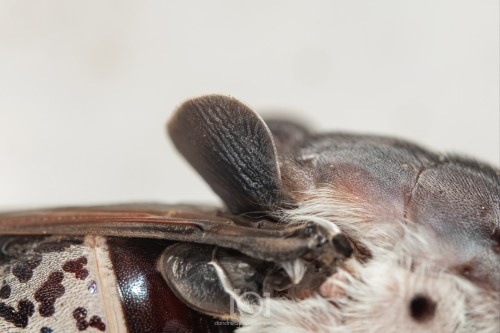 Close shot of the weird dark structures on her back. Sorta like fish fins