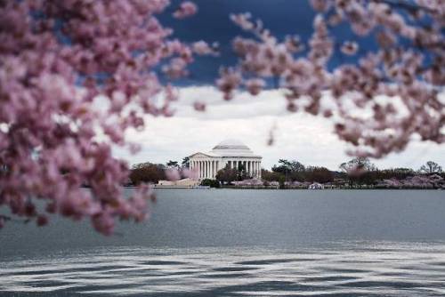 Washington, DC’s iconic cherry blossoms reached peak bloom...