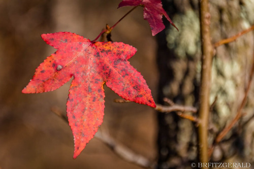 Plainsboro Audubon Preserve.  Plainsboro, NJ. ISO 800 | 178mm | f/6.3 | 1/1000 secPhoto © 2020 Brian