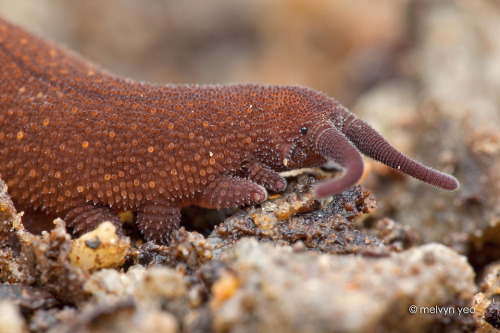 onenicebugperday: Velvet Worm, SingaporePhotos by Melvyn Yeo // Instagram // Facebook