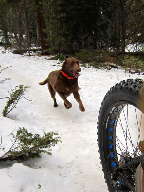 robonza:  riding with the doggy