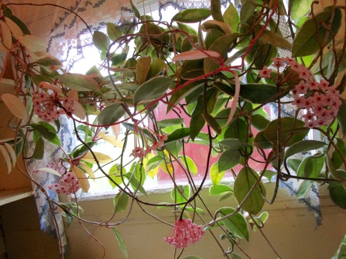 Current state of the hoya. And yes, it is out in a ‘mud room’ where it’s almost by itself because it