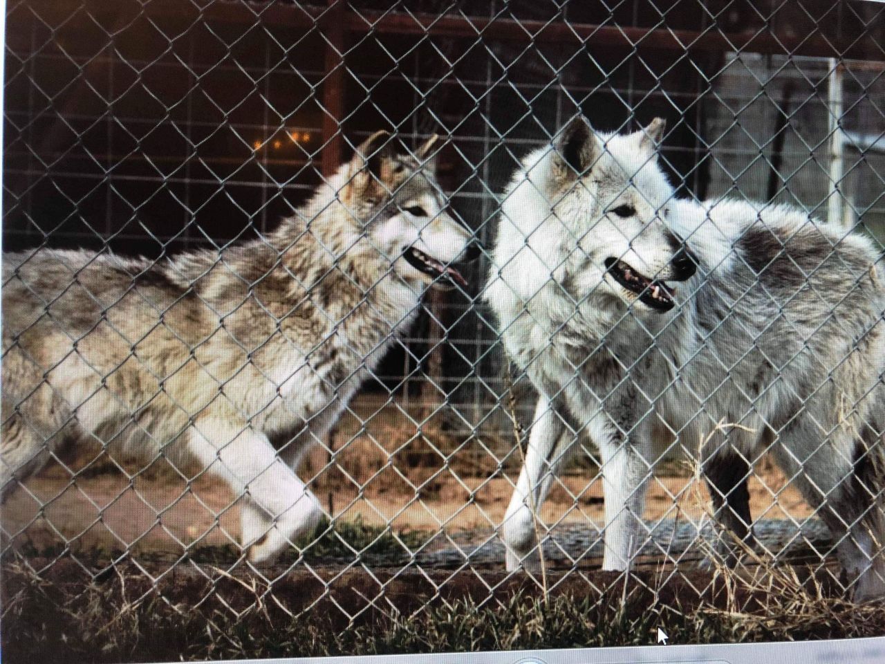 Zephyr’s grandparents Missy (grey) and Maverick (black that has phased to white)