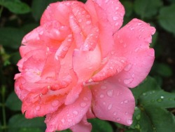 lovecuddle:  Pink | Nature | Roses