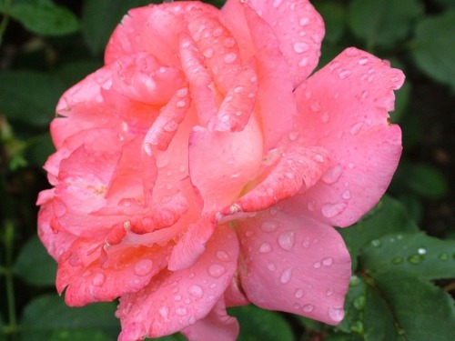 lovecuddle:Pink | Nature | Roses