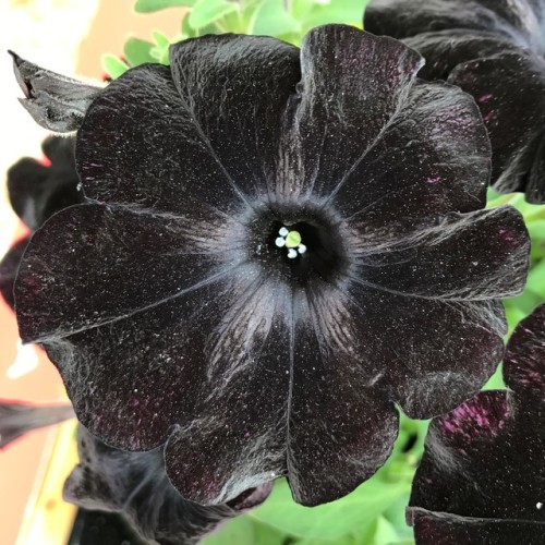 Black Velvet Petunia