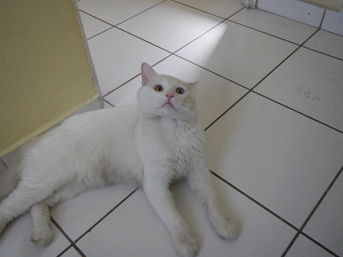 thecutestofthecute:  stephanieion:  So I was taking photos of my cat:  and he saw