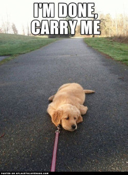 aplacetolovedogs:  Precious Golden Retriever puppy lying in the middle of the road, too tired to walk anymore. I’m done mommy, please carry me! For more cute dogs and puppies