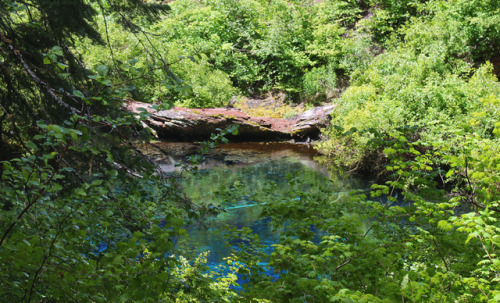 Persephones Forest