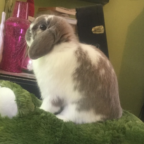 bunny-asriel:  Sometimes I think Asriel is part dog because he likes to watch cars drive by.