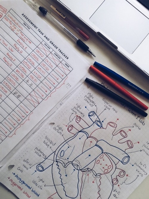 blackgirlmagicstudyblr:05.01.18 ♡ i drew the human heart and labeled it for my A&amp;P lab class