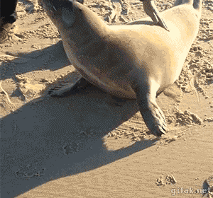 gifak-net:video: Friendly Seal Cuddles With Dog at French Beach
