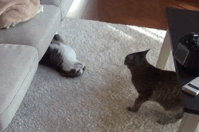 animal-factbook:  Once again, cat sibling rivalry is seen at its finest. The older brother cat cleverly wiggles itself out from under the couch in order to annoy the younger sibling. This behavior is frequently seen in many varieties of felines. 