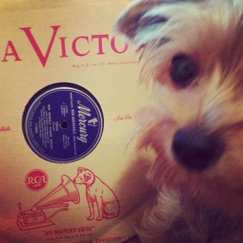 laleurentop:  Doggies like vinyl too!! #oldschool #jazz #recordcollection #yorkiesofinstagram 