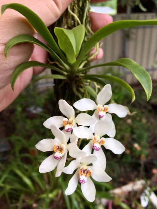  Sarcochilus falcatus.Orchidaceae: Aeridinae.By Kris Kopicki‎. [x]