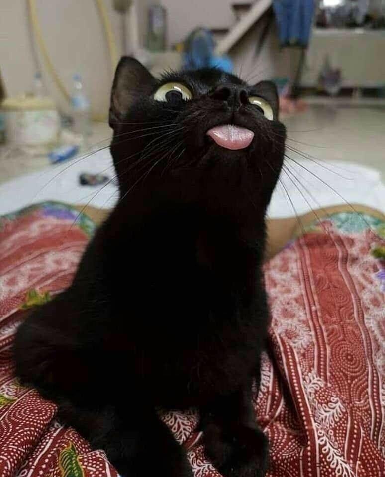 daily-blep:  Blep