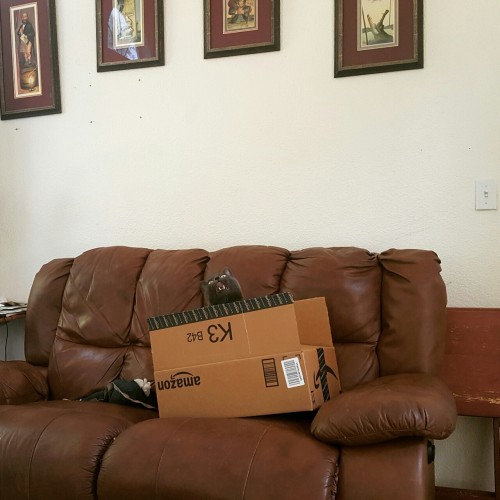 pitachic: Amazon delivery days are the best days if you’re a cat.