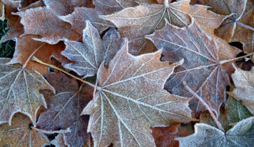 nubbsgalore:  late autumn hoarfrost, formed on the edges and spines of leaves as the humidity in the atmosphere condenses on the ground, which under clear skies loses heat more quickly than the surrounding air. photos by (click pic) allyhook, duncan