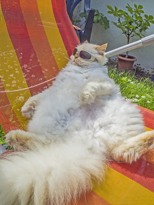 Happy National Sunglasses Day! (via Peter Losch Quedlinburg)