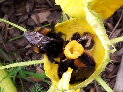 Pollen party going on all day!