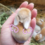 nobrainbunni