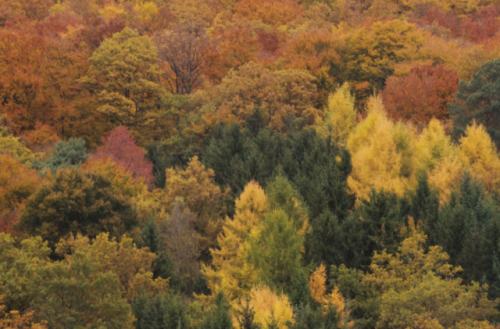 quiet-nymph: Kordel, Rhineland-Palatinate, Germany by Flashbaxxx