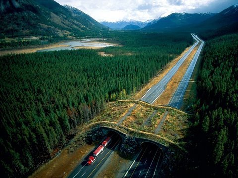 coolthingoftheday:  Wildlife crossings, also known as ecoducts, are architectural structures built for the purpose of wildlife conservation. They allow for artificial connections between habitats that are typically built over highways to encourage animals