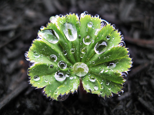 &ldquo;How do plants drink Daddy?&rdquo; Early morning exploration with my daughter turns up low lev