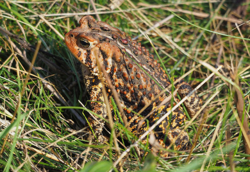 toadschooled - This vividly patterned American toad [Anaxyrus...