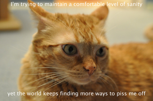 Kitties with Pottymouths – comfortable level of sanity