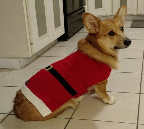 corgi-addict:Santa Paws is Coming to Townsource: imgur.com/r/corgi/5wzaw13