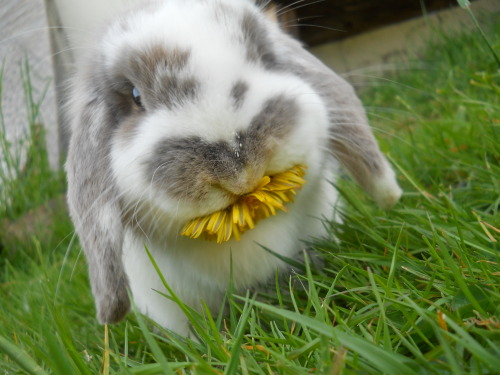 crydaisy:poosky:dandelions make a great snackomg it’s turning the wee mouth yellow awhhh