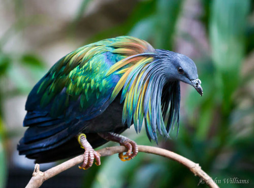 natural–blues: hollowedskin:  misteakenlyhere:  fozmeadows:  boredpanda:    Meet The Closest Living Relative To The Extinct Dodo Bird With Incredibly Colorful Iridescent Feathers    @elodieunderglass a VERY important birb  @hollowedskin  I LOVE HIM