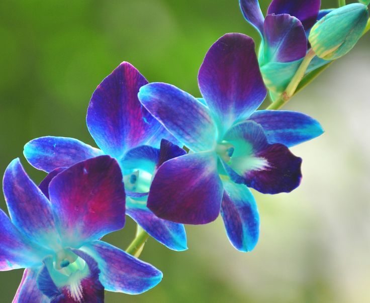 roideslions: Just posted this Blue Orchid 🌸🌷💙 inspired tutorial on my channel.