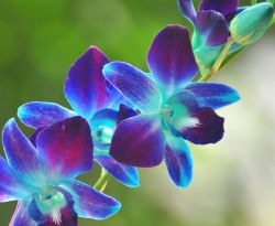 roideslions: Just posted this Blue Orchid