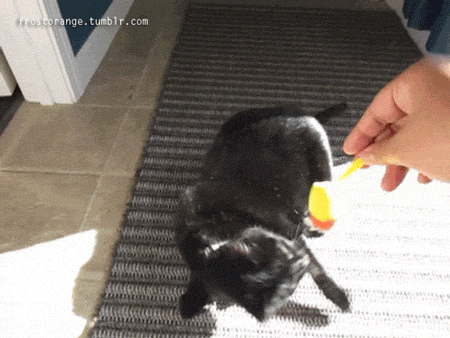 Bonus from the other day, Charcoal playing in the sun with her candycorn mouse.