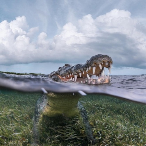 Salt water crocodile (Crocodylus porosus). Credit: William Drumm