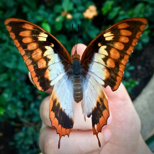 Flame-Bordered Emperor (Charaxes protoclea)