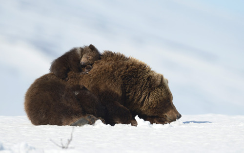 weirdrussians:Parenting done right. Btw, the photographer is looking for some financial support to make movie about bears. http://goo.gl/yBWk29 Bringing your own cubs to such an adverse and hostile existence is “good parenting“??