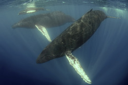 lifeunderthewaves:  Silver Bank Humpback by michellevalberg A male escort makes sure we don’t get between him and the mother and calf. What an experience!